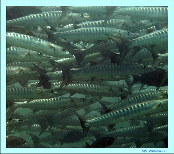 2011 - 08 - Borneo - Sipadan 035